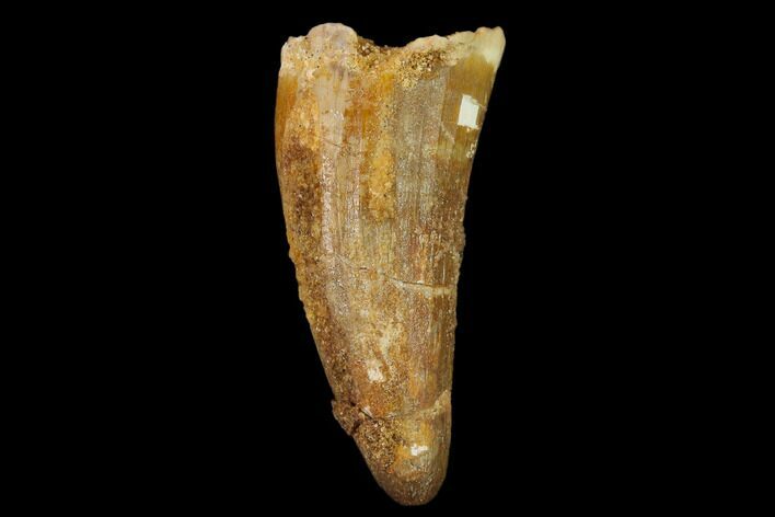 Cretaceous Fossil Crocodile Tooth - Morocco #140615